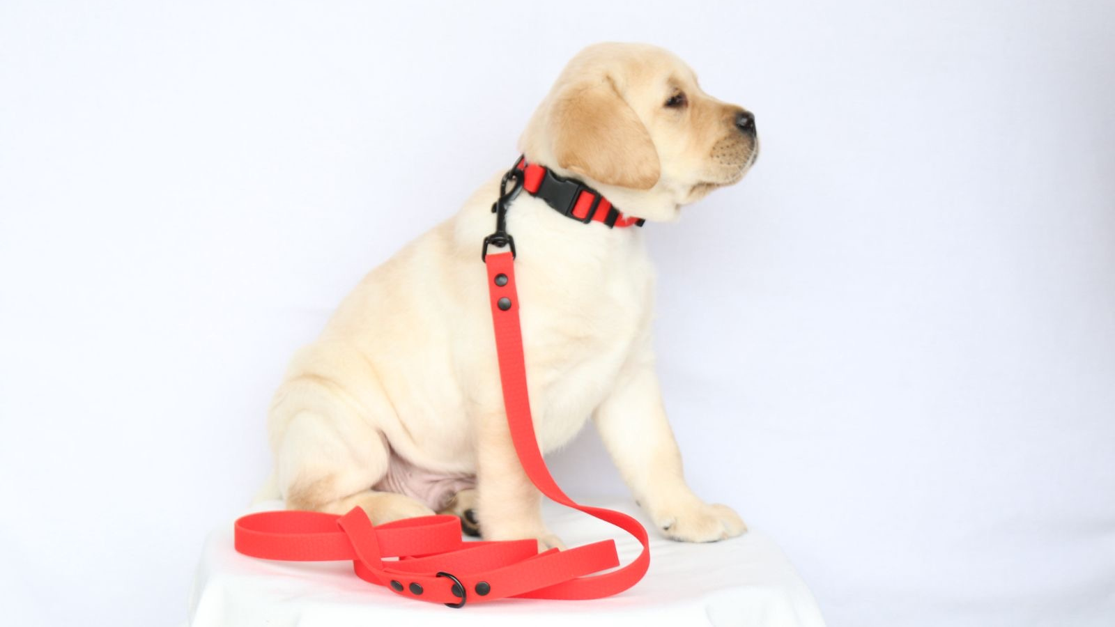 červený set objoku a vodítka